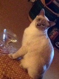 rebecca-emberley-kitty