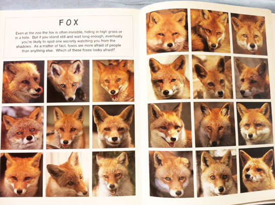 animal_faces_satoh_toda_foxes