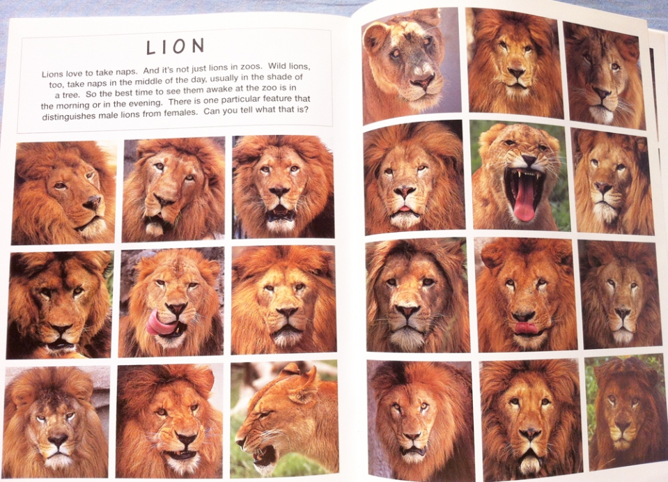 animal_faces_satoh_toda_lions