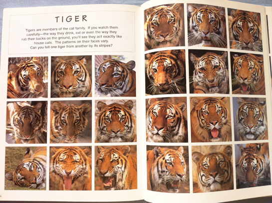 animal_faces_satoh_toda_tigers