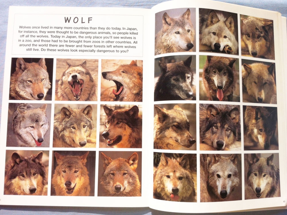 animal_faces_satoh_toda_wolves